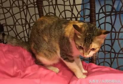 猫咪主题餐厅一览表,首家猫咪主题餐厅