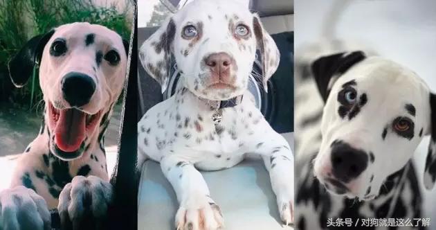 斑点狗科普点读,斑点狗大麦町犬好养吗