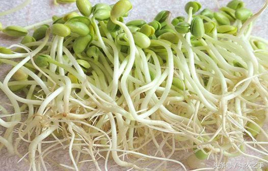 市场上的毒豆芽不能吃,毒豆芽有味道吗