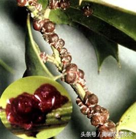 柑橘病虫害管理及营养管理ppt,柑橘花露白时应防治好哪些病虫害