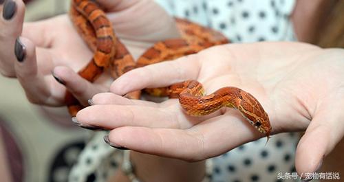 宠物蛇拒食一个星期,宠物蛇不捕食
