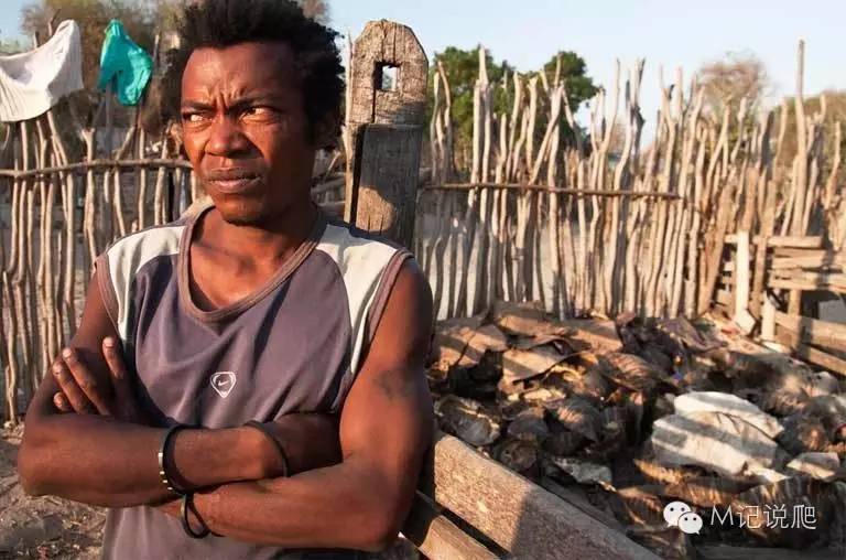 辐射陆龟名字由来,辐射陆龟是什么