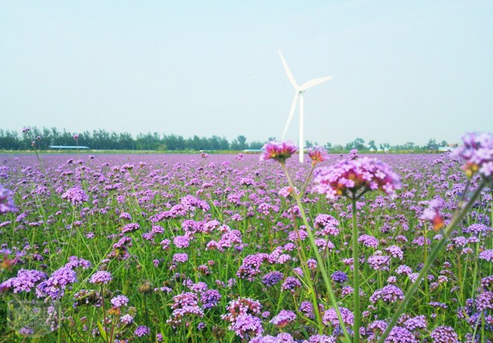 最美薰衣草庄园,中国最大的薰衣草庄园