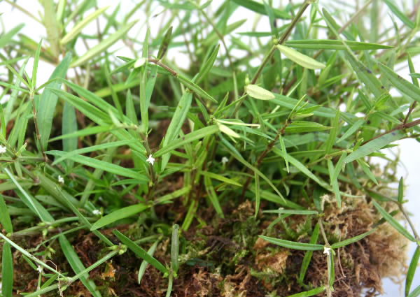 野生去火的草药,常见降火草药