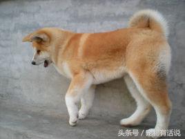 狗狗排行榜哈士奇,最可爱的狗泰迪排第几