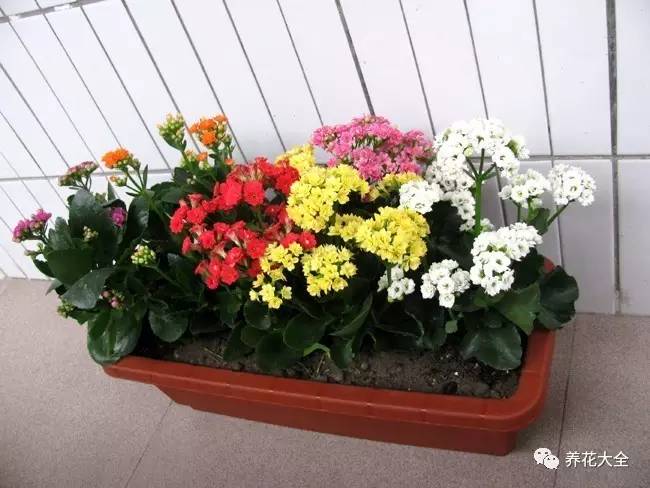 水养发财树绿萝黄叶掉叶怎样补救,绿萝发财树怎么养不烂根