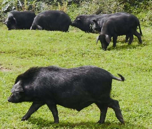 农村最容易赚钱的4个行业,农村最赚钱的4个商机