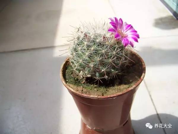 发财树的土养不活绿萝,养了几年的绿萝为什么没有根