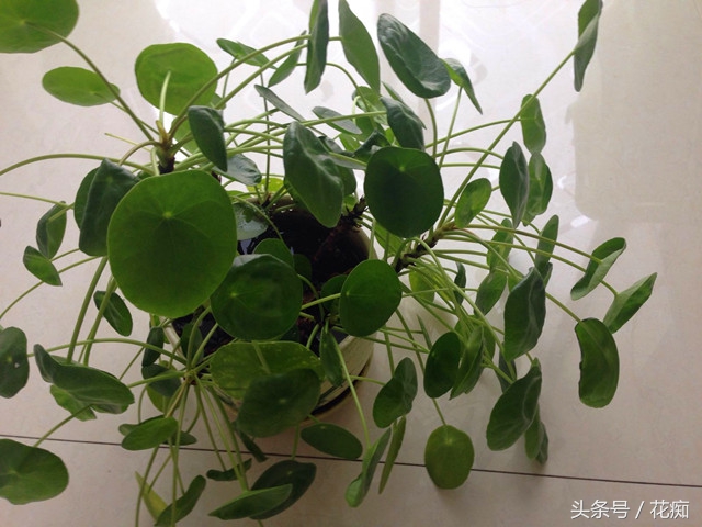 镜面草怎么养才能更旺盛,镜面草怎样最好养