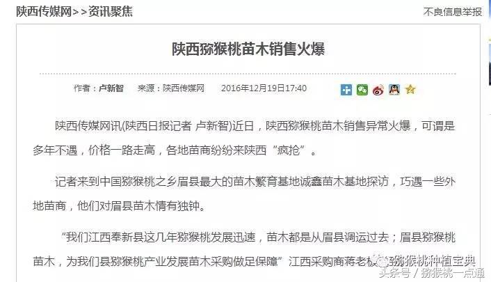 人工种植猕猴桃苗木价格,种植什么品种猕猴桃最有销路