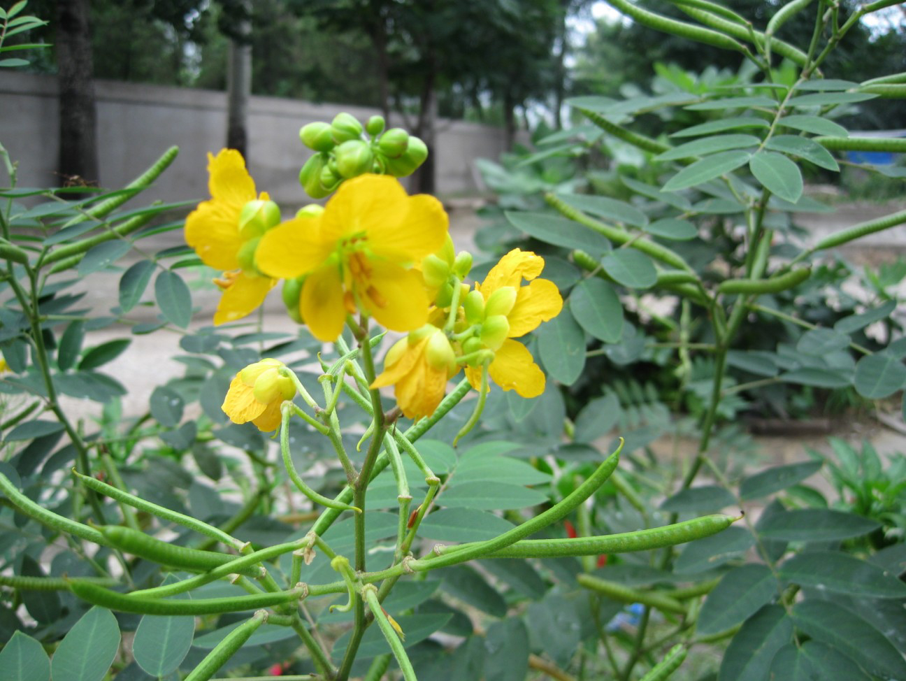 野生去火的草药,常见降火草药