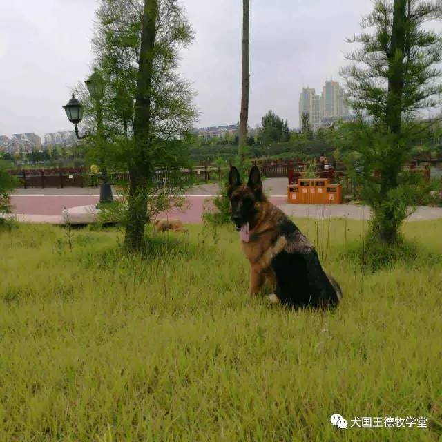 刘阿姨德牧,福多多德牧