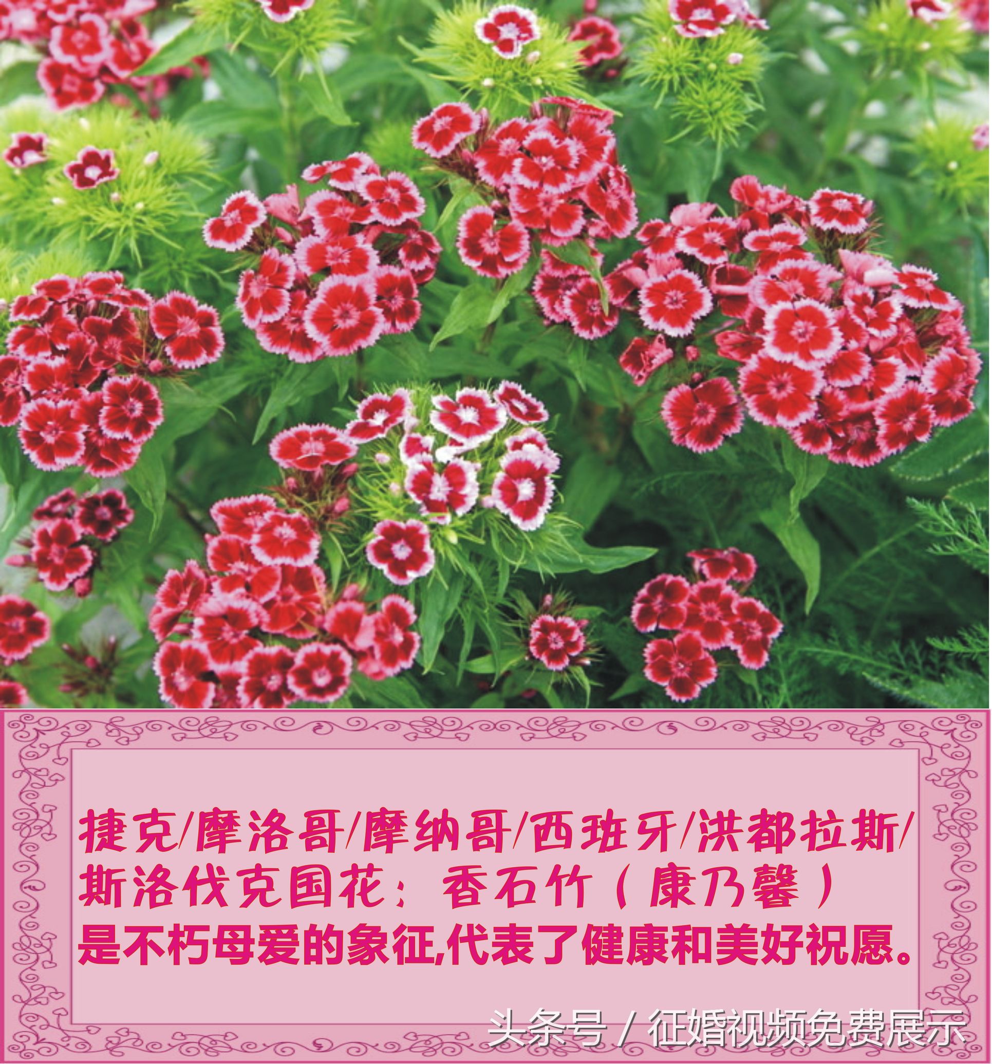 各国国花及象征意义,世界各国国花及寓意