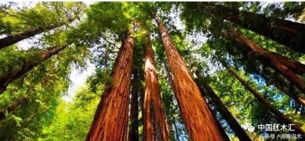 高端缅甸花梨红木家具实惠价格,惜木红木家具价格