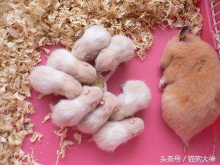 金丝熊饲养注意事项,金丝熊饲养方法和注意事项