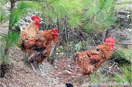 通过鸡的眼睛判断健康状况,鸡弓背翅膀下垂什么病