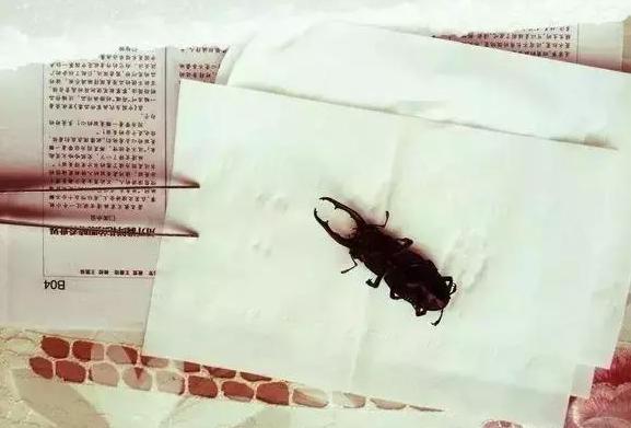 怎么把球形宠物做成标本,什么昆虫可以做宠物