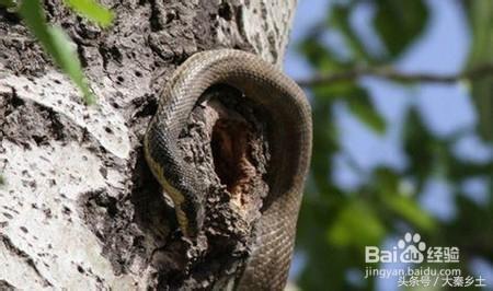 木耳什么样可以采摘,黄山木耳和东北木耳