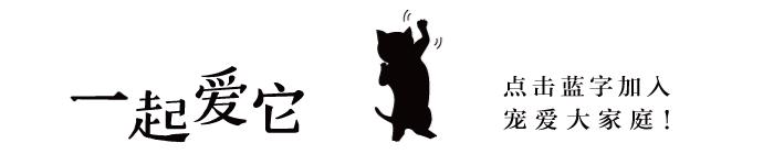 宠物店如何防止被猫狗抓伤咬伤,养宠小知识宠物猫咪掉毛怎么办