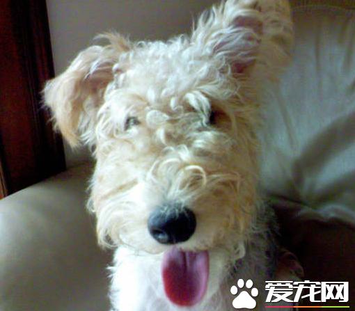 刚毛猎狐梗剪毛怎么办,刚毛猎狐梗拔毛技巧