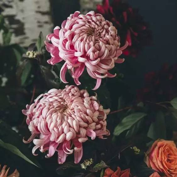 雾霾天气种植什么好养,雾霾天气养什么植物