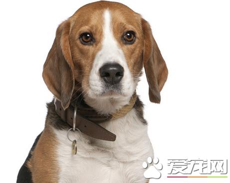 比格犬爱啃东西怎么办,比格犬怎么防止拆家