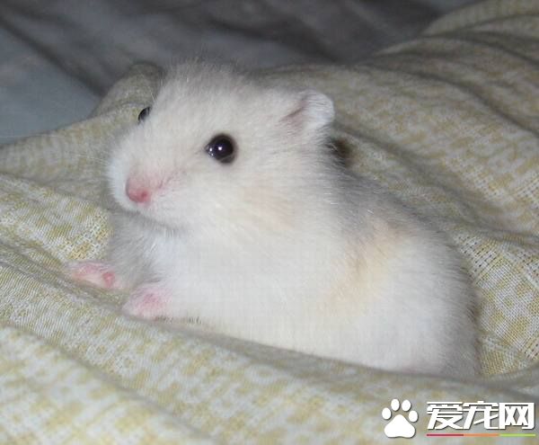 奶茶仓鼠长大的时候长什么样,奶茶仓鼠多大成年