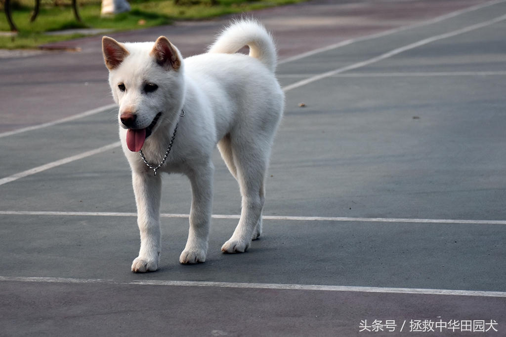 萨摩耶犬的体型和特征,珍岛犬与中华田园犬区别