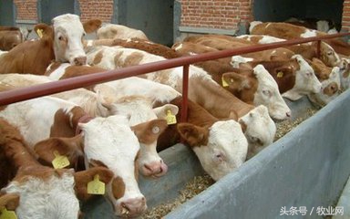 肉用犊牛的培育技术要点