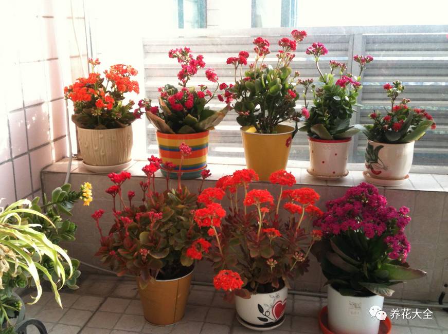 光照条件不好适合养什么花,花养不好是家里气场不好吗