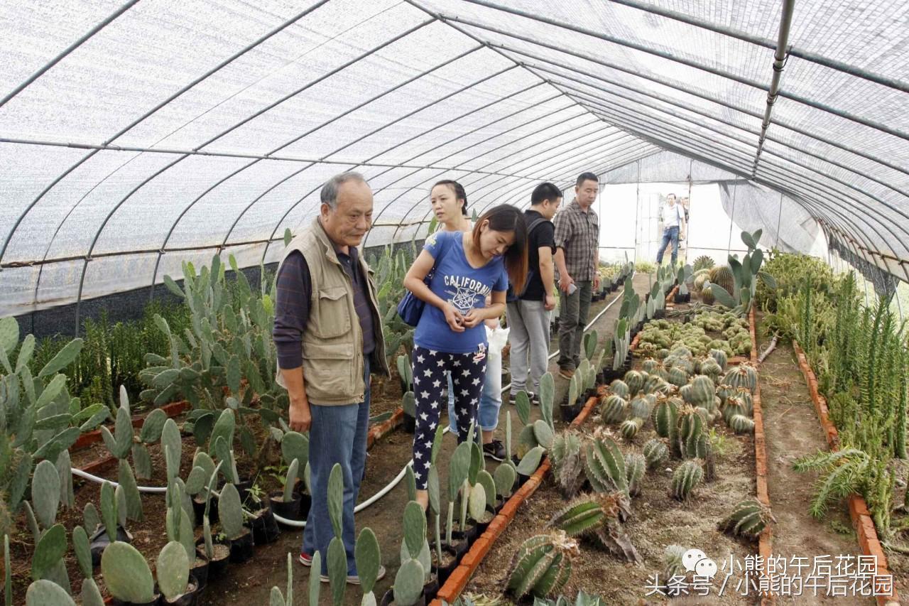 一九九六年历史大事,17年多肉市场变化趋势