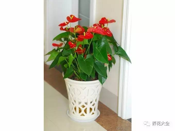 发财树的土养不活绿萝,养了几年的绿萝为什么没有根