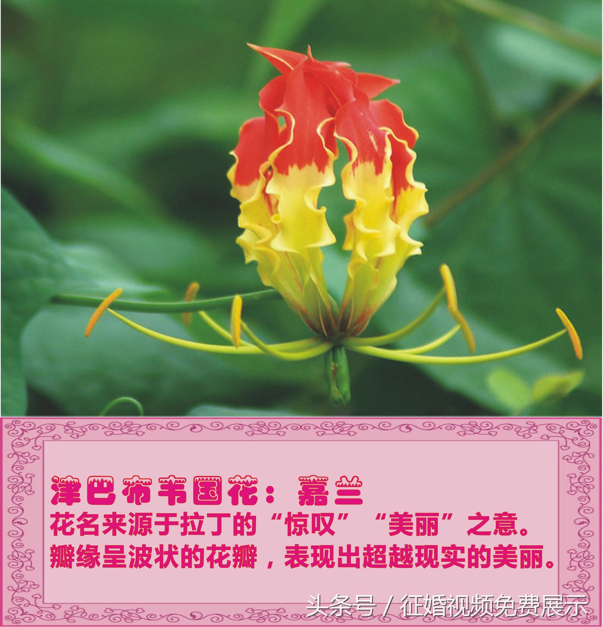 各国国花及象征意义,世界各国国花及寓意