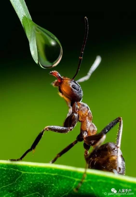 看昆虫各式“大嘴”如何吞天吞地~