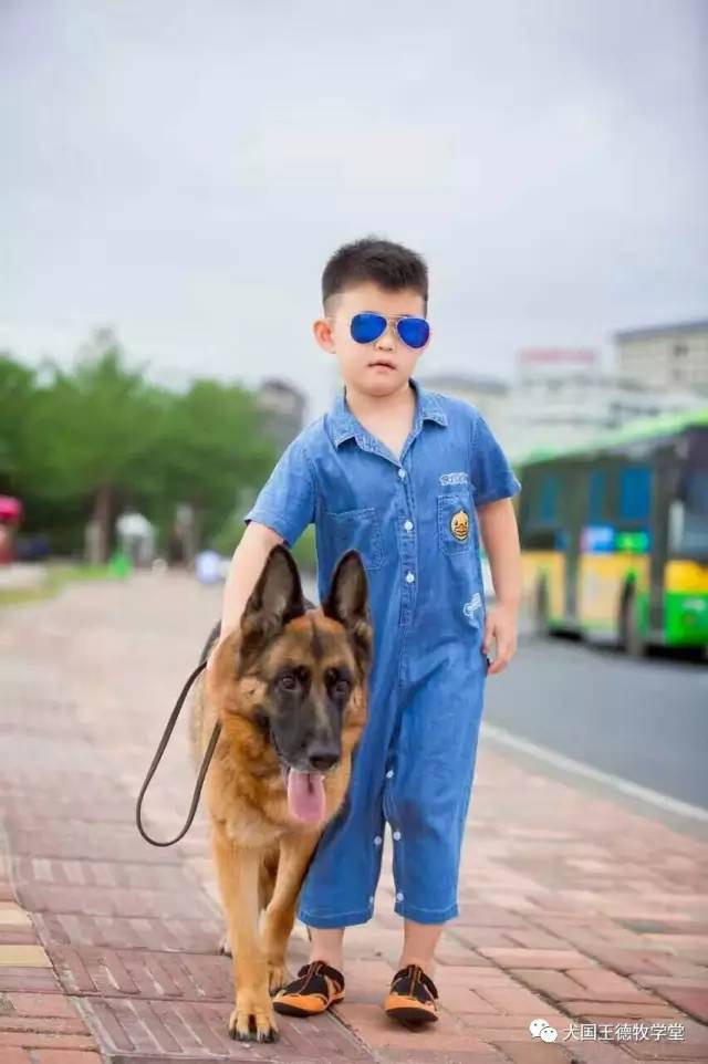 刘阿姨德牧,福多多德牧