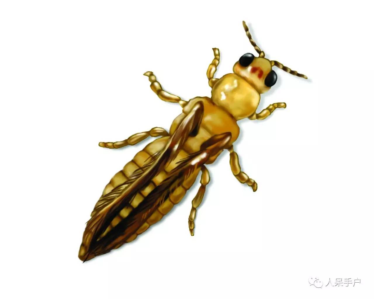 看昆虫各式“大嘴”如何吞天吞地~