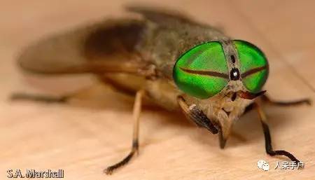 看昆虫各式“大嘴”如何吞天吞地~