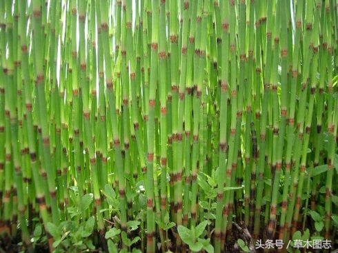 野生接骨草的作用,骨节草可以吃吗