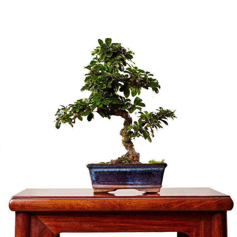 哪些绿色植物可以净化室内空气,室内绿色植物多的优点与缺点