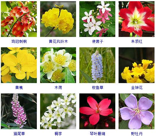 150种花卉大全,108种花卉大全