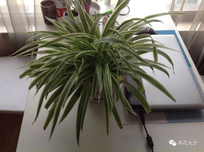 光照条件不好适合养什么花,花养不好是家里气场不好吗