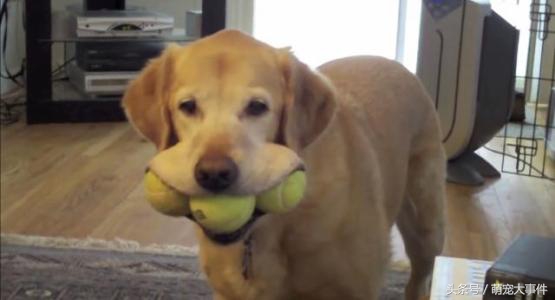 被蜜蜂蜇的狗狗原视频,黑狗狗被蜜蜂蜇了