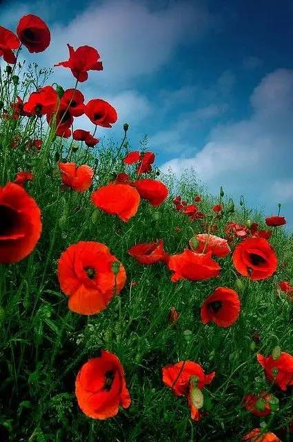 新年赏国花,世界各地最美的国花