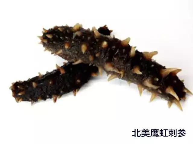 阿拉斯加刺参和加拿大刺参的区别,刺参哪个国家的最好