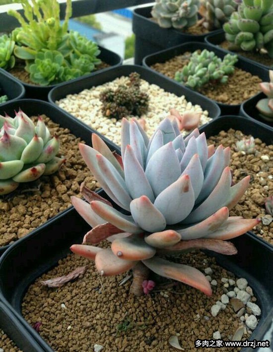多肉品种是怎么杂交出来的,跨物种杂交成功的有哪些