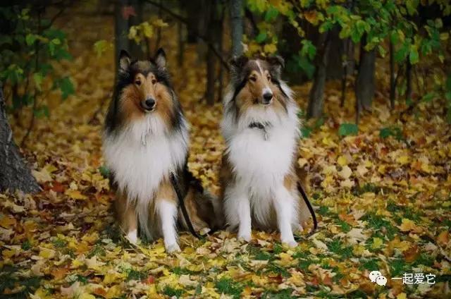 苏牧幼犬和喜乐蒂幼犬的区别,苏牧犬和喜乐蒂的区别