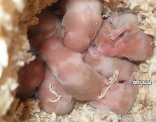 金丝熊饲养注意事项,金丝熊饲养方法和注意事项