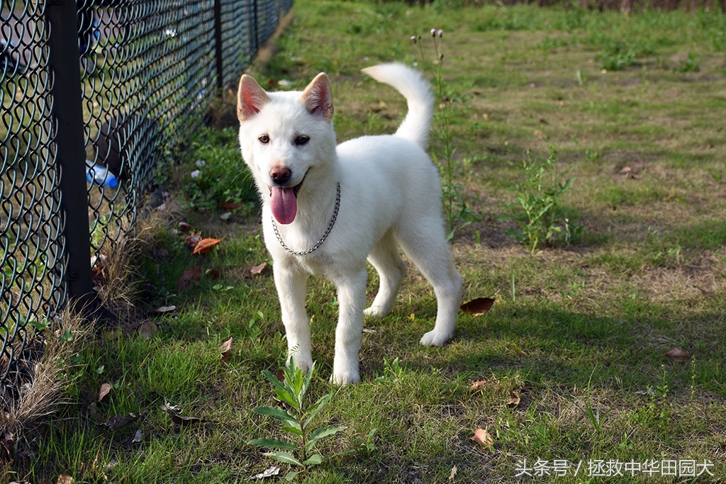 萨摩耶犬的体型和特征,珍岛犬与中华田园犬区别