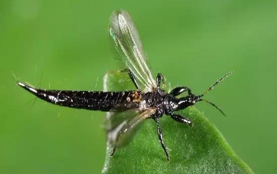 看昆虫各式“大嘴”如何吞天吞地~
