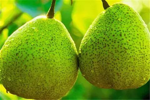 山东济南什么菜最出名,山东济南农村特色菜